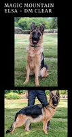 AKC/OFA/DM clear , a female German Shepherd Dog for sale in Grants Pass, OR – 4 of 4