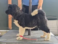 Embark tested parents , a female Akita for sale in Grants Pass, OR – 2 of 9