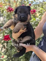 AKC/OFA/DM clear , a male German Shepherd Dog for sale in Grants Pass, OR – 2 of 4