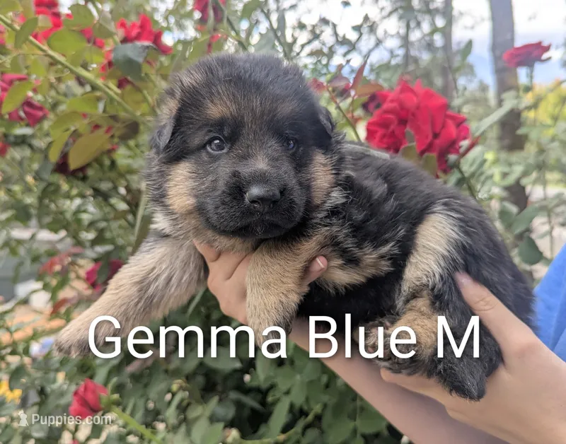 AKC/OFA/DM clear Blue 💙 M – German Shepherd Dog puppy for sale in Grants Pass, OR