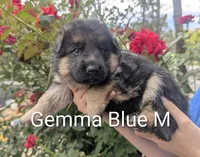 AKC/OFA/DM clear Blue 💙 M, a male German Shepherd Dog for sale in Grants Pass, OR – 1 of 4