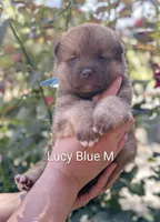 Chocolate Blue 💙 Male, a male Akita for sale in Grants Pass, OR – 1 of 4