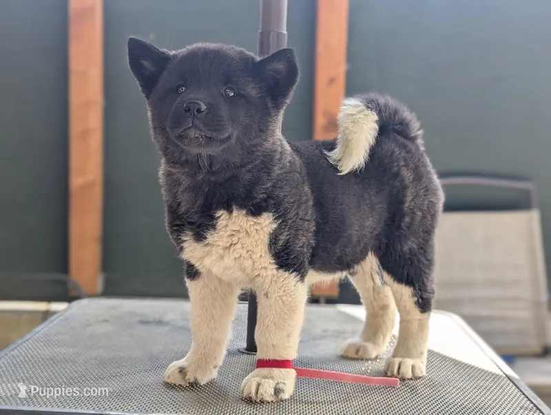 Embark tested parents  – Akita puppy for sale in Grants Pass, OR