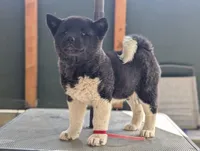 Embark tested parents , a female Akita for sale in Grants Pass, OR – 1 of 9