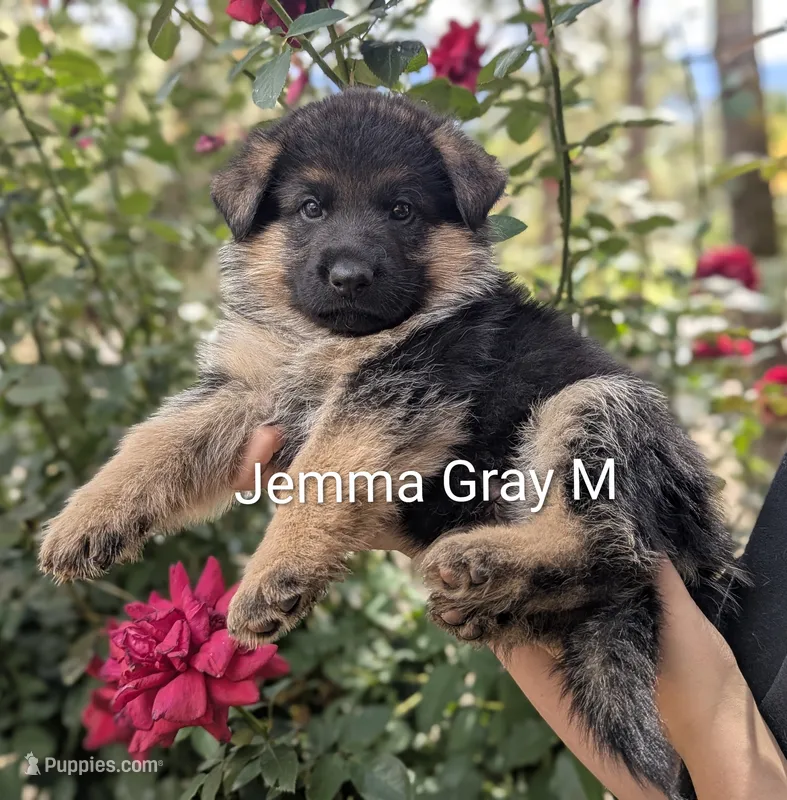 AKC/OFA/DM Grey 🩶 M – German Shepherd Dog puppy for sale in Grants Pass, OR