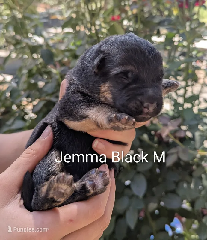Gemma Male Black 🖤 – German Shepherd Dog puppy for sale in Grants Pass, OR