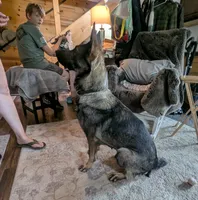 Mya spayed, UTD Vaccines , a female German Shepherd Dog for sale in Grants Pass, OR – 2 of 7