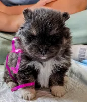Blue/Tan pups, a female Pomeranian for sale in Grants Pass, OR – Photo 4 of 9