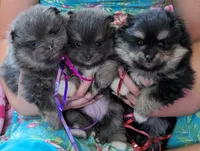 Blue/Tan pups, a female Pomeranian for sale in Grants Pass, OR – Photo 8 of 9