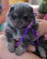 Blue/Tan pups, a female Pomeranian for sale in Grants Pass, OR – Photo 5 of 9