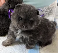 Blue/Tan pups, a female Pomeranian for sale in Grants Pass, OR – Photo 2 of 9