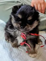 Blue/Tan pups, a female Pomeranian for sale in Grants Pass, OR – Photo 6 of 9