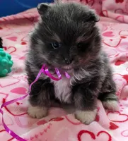 Blue/Tan pups, a female Pomeranian for sale in Grants Pass, OR – Photo 9 of 9