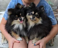 Blue/Tan pups, a female Pomeranian for sale in Grants Pass, OR – Photo 3 of 9