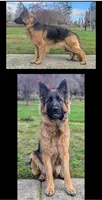 AKC/OFA/DM clear , a male German Shepherd Dog for sale in Grants Pass, OR – 4 of 4