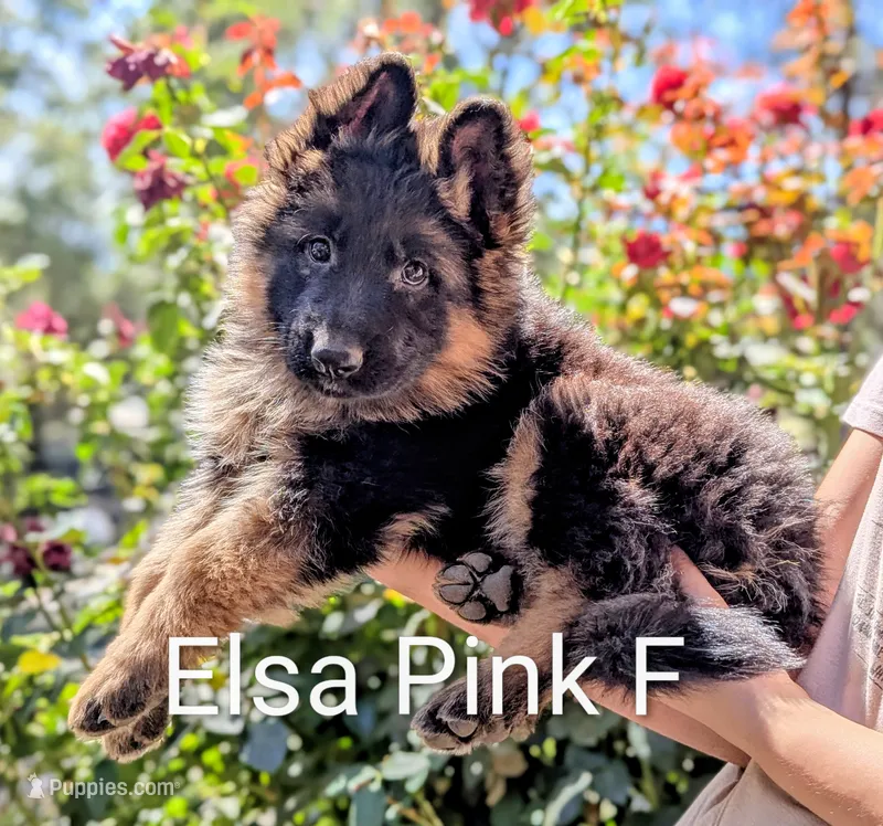 AKC/OFA/DM clear F – German Shepherd Dog puppy for sale in Grants Pass, OR