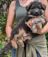 AKC/OFA/DM clear , a male German Shepherd Dog for sale in Grants Pass, OR – 2 of 4