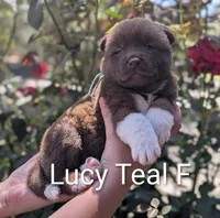 Chocolate Female Teal 🩵, a female Akita for sale in Grants Pass, OR – 2 of 4