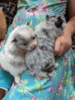 Merle pups, a female Pomeranian for sale in Grants Pass, OR – Photo 9 of 10