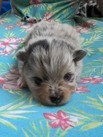 Merle pups, a female Pomeranian for sale in Grants Pass, OR – Photo 4 of 10