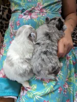 Merle pups, a female Pomeranian for sale in Grants Pass, OR – Photo 5 of 10