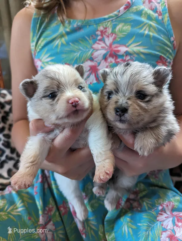 Merle pups