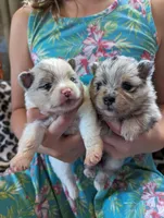 Merle pups, a female Pomeranian for sale in Grants Pass, OR – Photo 1 of 10