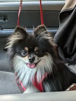 Merle pups, a female Pomeranian for sale in Grants Pass, OR – Photo 7 of 10