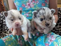 Merle pups, a female Pomeranian for sale in Grants Pass, OR – Photo 10 of 10