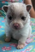 Merle pups, a female Pomeranian for sale in Grants Pass, OR – Photo 2 of 10
