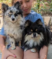 Merle pups, a female Pomeranian for sale in Grants Pass, OR – Photo 3 of 10