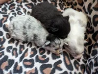 Merle pups, a female Pomeranian for sale in Grants Pass, OR – Photo 8 of 10