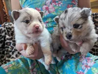 Merle pups, a female Pomeranian for sale in Grants Pass, OR – Photo 6 of 10