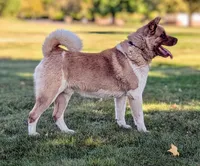 Blue 💙  BIG BOY OBO, a male Akita for sale in Grants Pass, OR – Photo 8 of 10