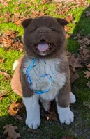 Blue 💙  BIG BOY OBO, a male Akita for sale in Grants Pass, OR – Photo 6 of 10