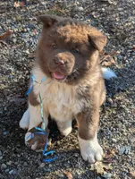 Blue 💙  BIG BOY OBO, a male Akita for sale in Grants Pass, OR – Photo 1 of 10