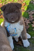 Blue 💙  BIG BOY OBO, a male Akita for sale in Grants Pass, OR – Photo 3 of 10
