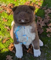 Blue 💙  BIG BOY OBO, a male Akita for sale in Grants Pass, OR – Photo 4 of 10
