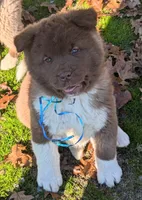 Blue 💙  BIG BOY OBO, a male Akita for sale in Grants Pass, OR – Photo 2 of 10
