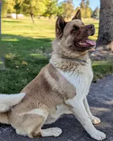 Blue 💙  BIG BOY OBO, a male Akita for sale in Grants Pass, OR – Photo 10 of 10