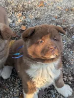 Blue 💙  BIG BOY OBO, a male Akita for sale in Grants Pass, OR – Photo 5 of 10