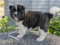 Embark tested parents , a female Akita for sale in Grants Pass, OR – 2 of 6
