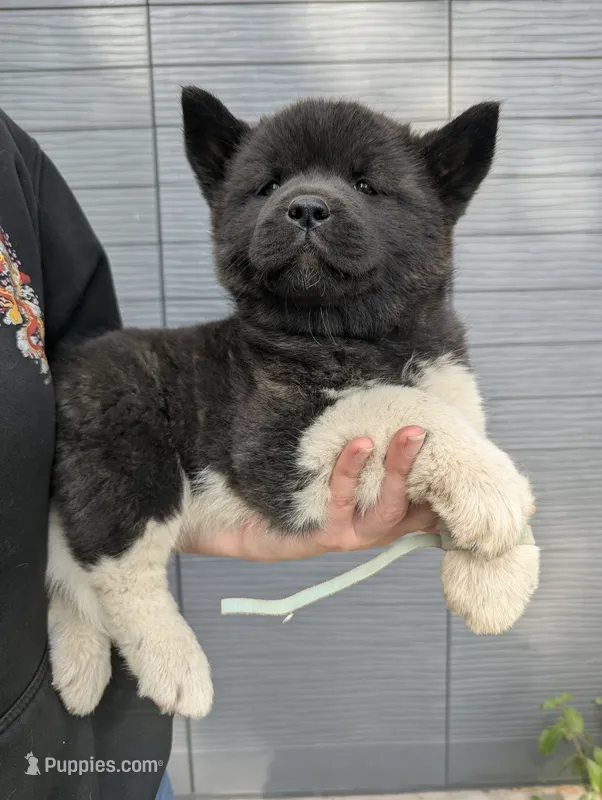 Embark tested parents  – Akita puppy for sale in Grants Pass, OR