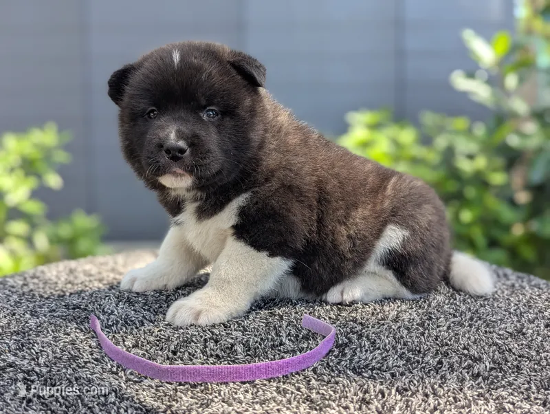 Embark tested parents  – Akita puppy for sale in Grants Pass, OR
