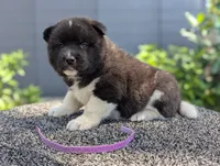 Embark tested parents , a female Akita for sale in Grants Pass, OR – 1 of 5