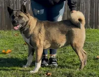 Star, a female Akita for sale in Grants Pass, OR – Photo 3 of 3