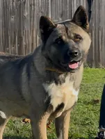 Star, a female Akita for sale in Grants Pass, OR – Photo 1 of 3