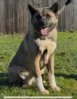 Star, a female Akita for sale in Grants Pass, OR – Photo 2 of 3