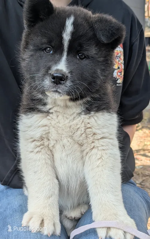Embark tested parents  – Akita puppy for sale in Grants Pass, OR