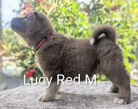 Chocolate Male Red ♥️ M, a male Akita for sale in Grants Pass, OR – 2 of 7